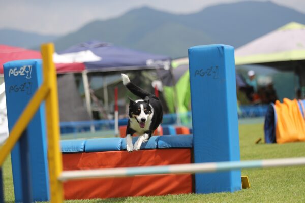 agility bemutatás kutyás edzás