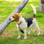 beagle kutya a parkban