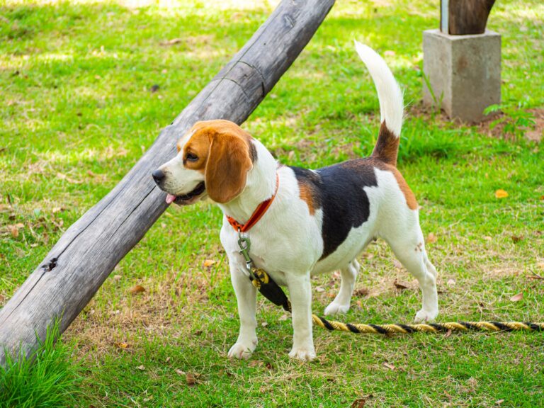 beagle kutya a parkban