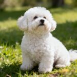 bichon bolognese