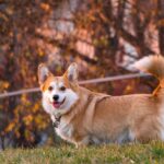 corgi fajtaismertető
