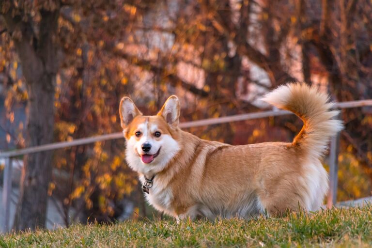 A corgi titka: királyi báj és komikus karakter
