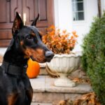 házőrző kutyák dobermann