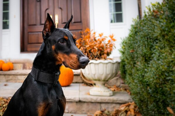 házőrző kutyák dobermann