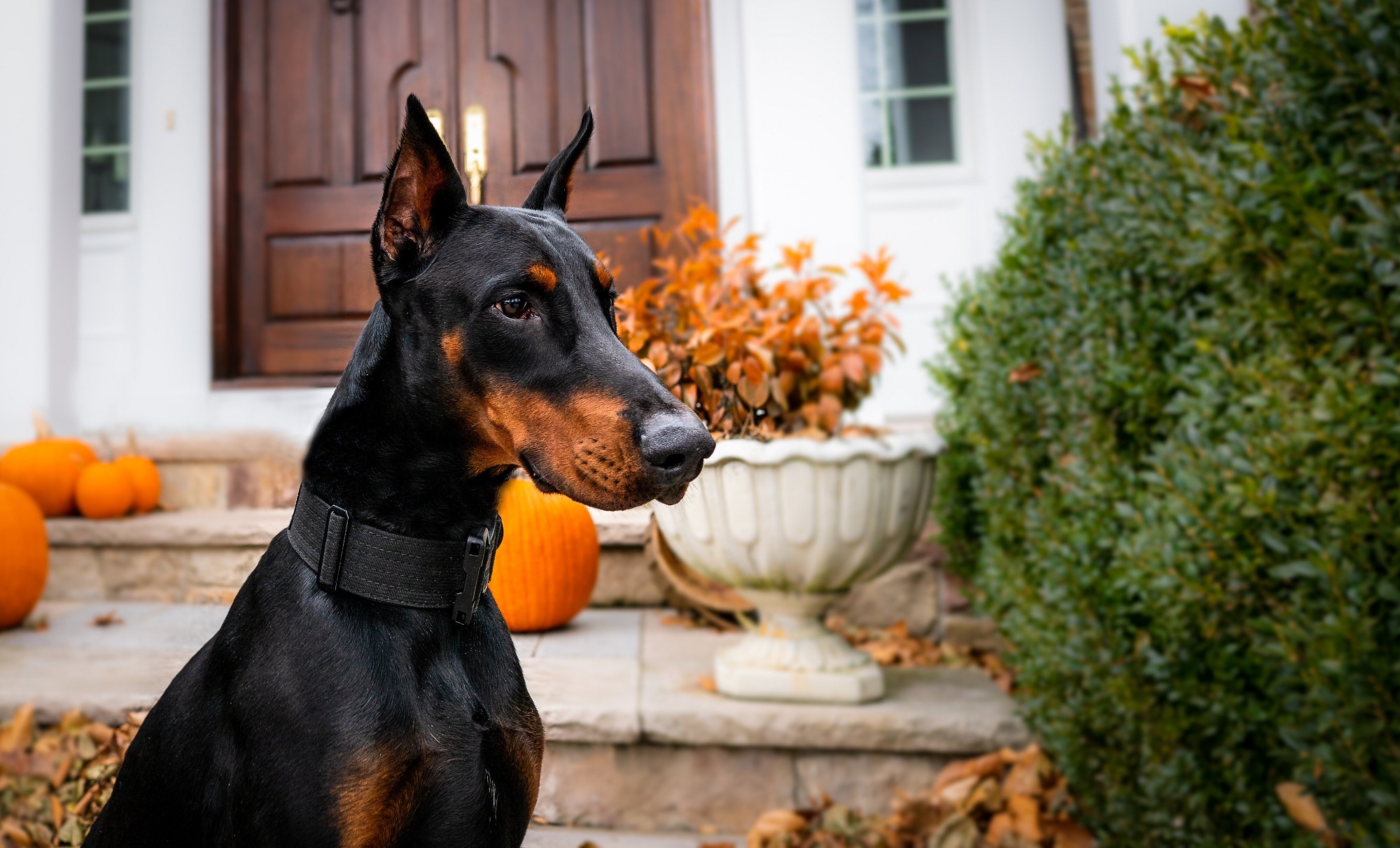 házőrző kutyák dobermann