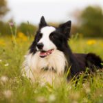 border collie tartása