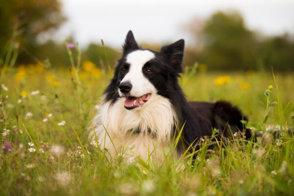 border collie tartása