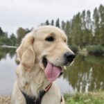golden retriever mosolyog