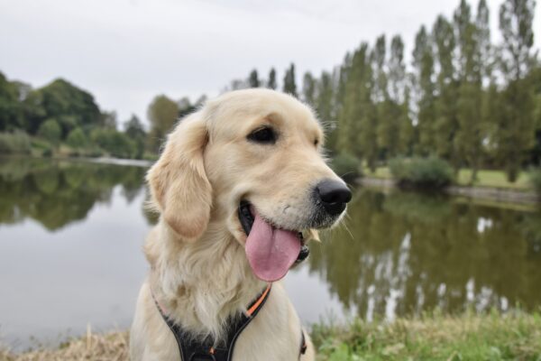 golden retriever mosolyog