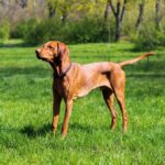 magyar vizsla nevelése