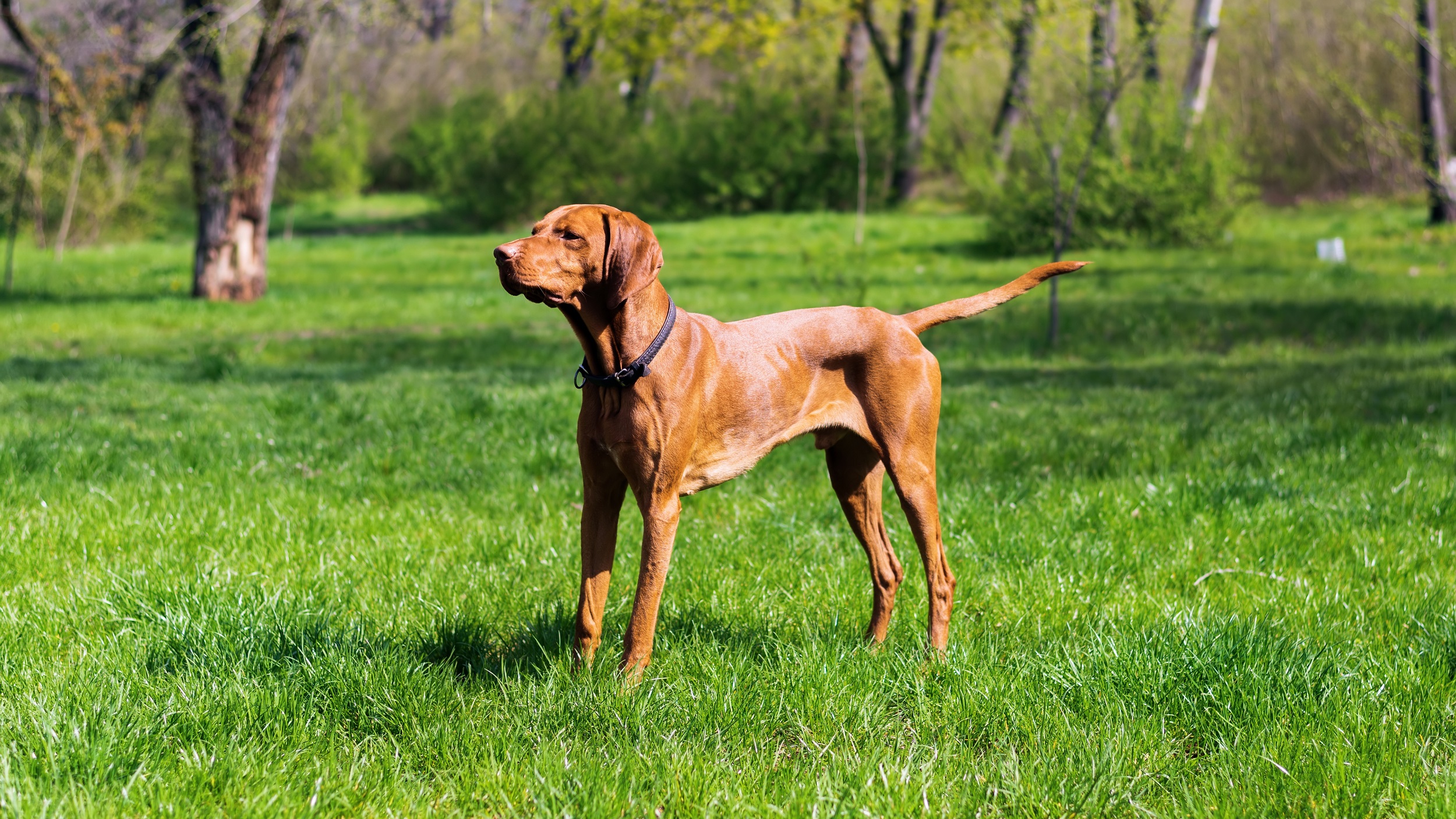 magyar vizsla nevelése