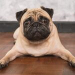 mopsz fajtaismertető