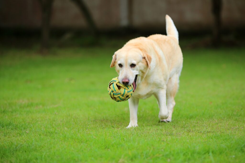 labrador retriever fajtaismertető