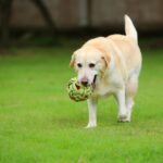 labrador retriever fajtaismertető